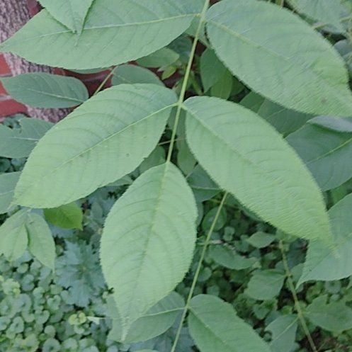 Photo of the plant species Black Walnut by @VitalJuneplum14 named Bruce Lee on Greg, the plant care app