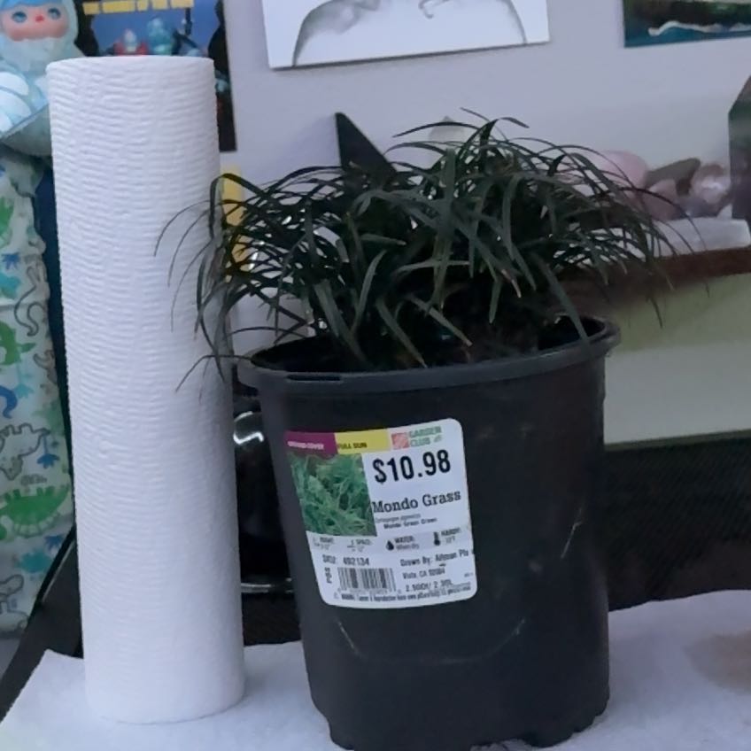 Photo of the plant species Mondo grass by @ValuableOnion10 named Fernie Mercury on Greg, the plant care app