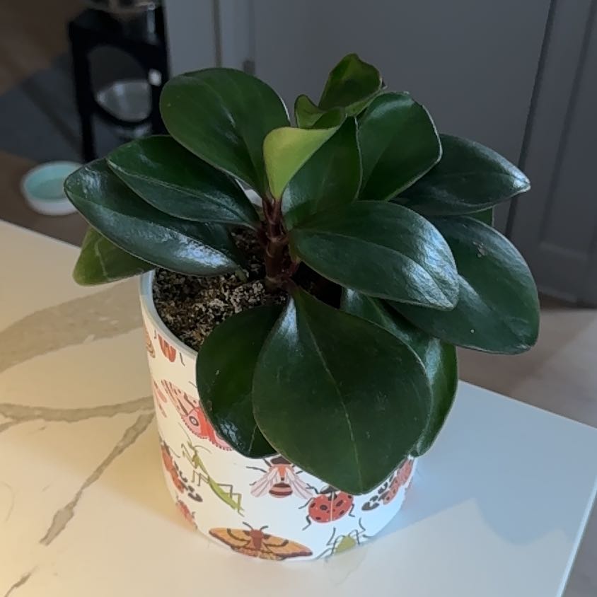 Photo of the plant species jade by @GemArecapalm55 named Tree Diddy on Greg, the plant care app