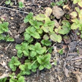 Photo of the plant species Corn Speedwell by @PerkyDaboecia79 named Cleopatra on Greg, the plant care app