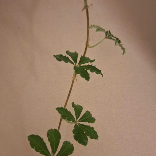 Photo of the plant species Verona Vein by @LMVegeberg named Messi on Greg, the plant care app