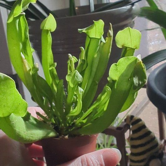 Photo of the plant species Hooded Pitcherplant by @BusySalal8 named Lola on Greg, the plant care app