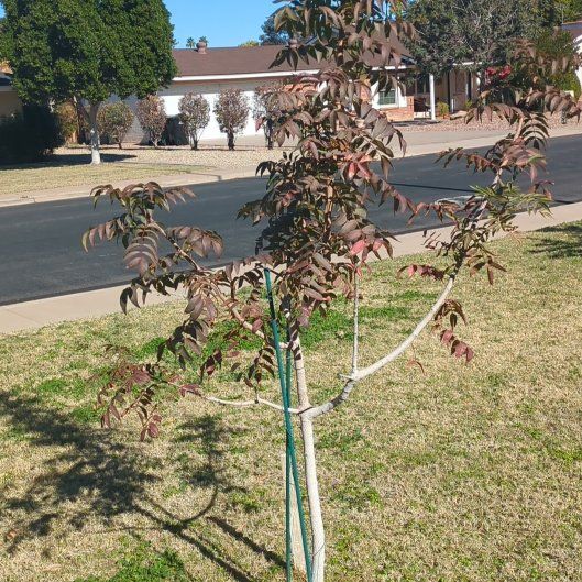 Photo of the plant species Red Push Pistache Tree by @AdonicSalsify77 named Dolores on Greg, the plant care app