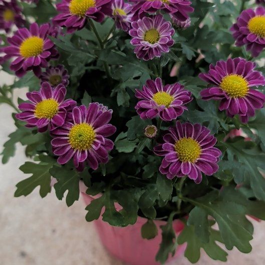 Photo of the plant species Florist's Daisy by @RealLettuce91 named Aria on Greg, the plant care app