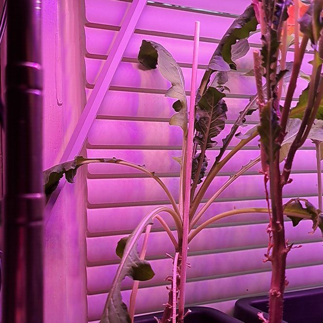 Photo of the plant species arugula by @SirSyngonium6 named Roquet on Greg, the plant care app