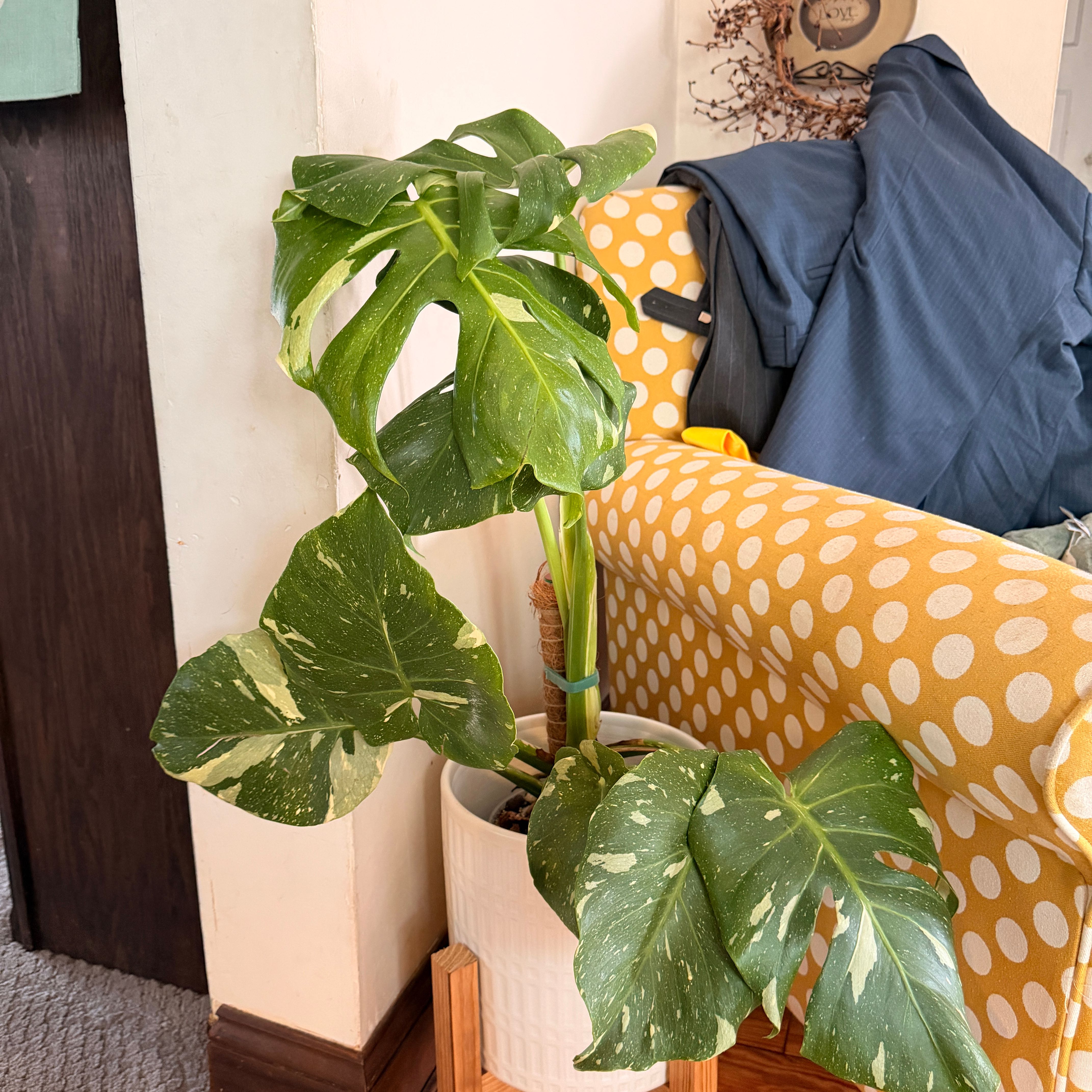 Photo of the plant species Monstera by @ClearRosilla10 named Eva on Greg, the plant care app