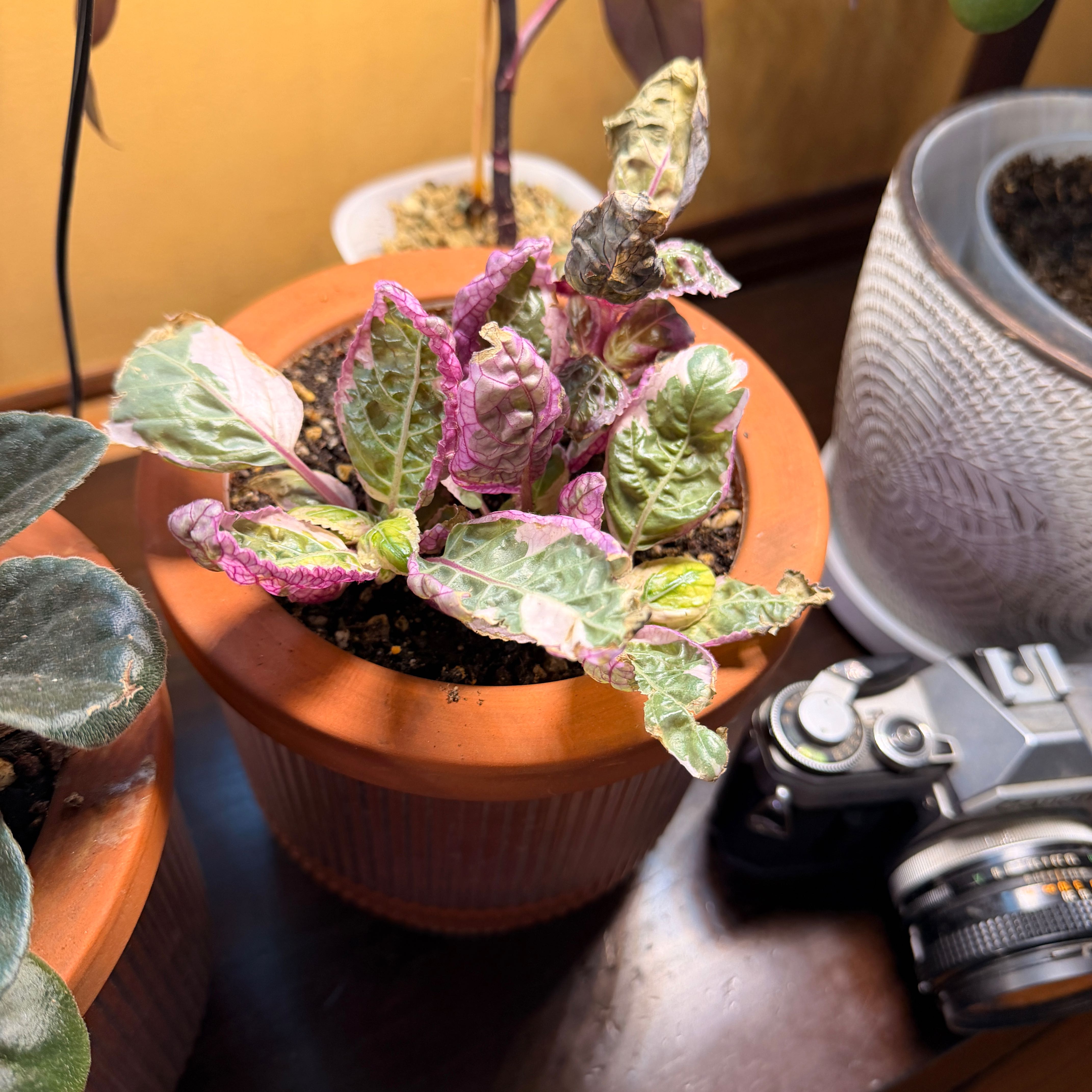 Photo of the plant species Purple Waffle Plant by @ClearRosilla10 named Madonna on Greg, the plant care app