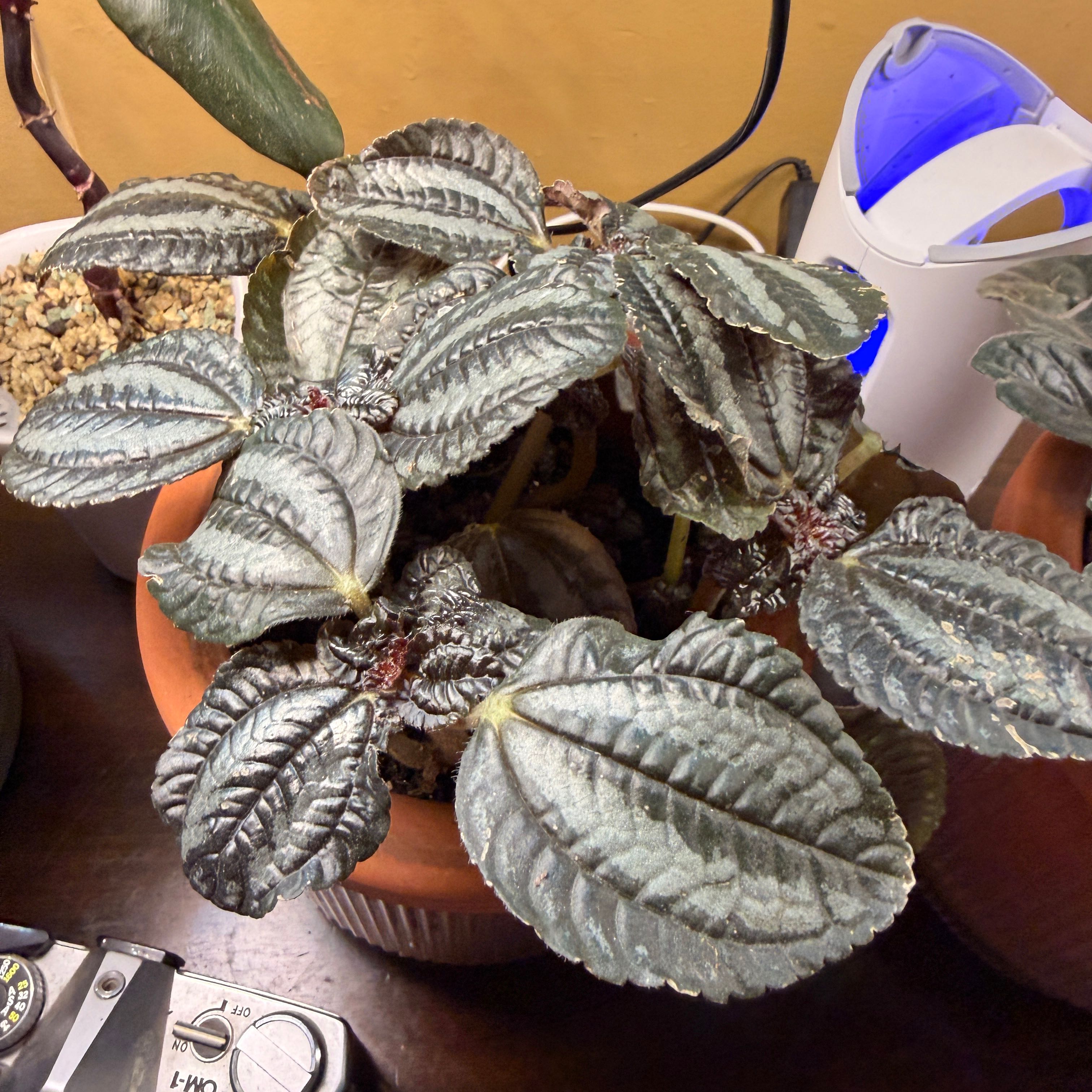 Photo of the plant species Pilea by @ClearRosilla10 named Darwin on Greg, the plant care app