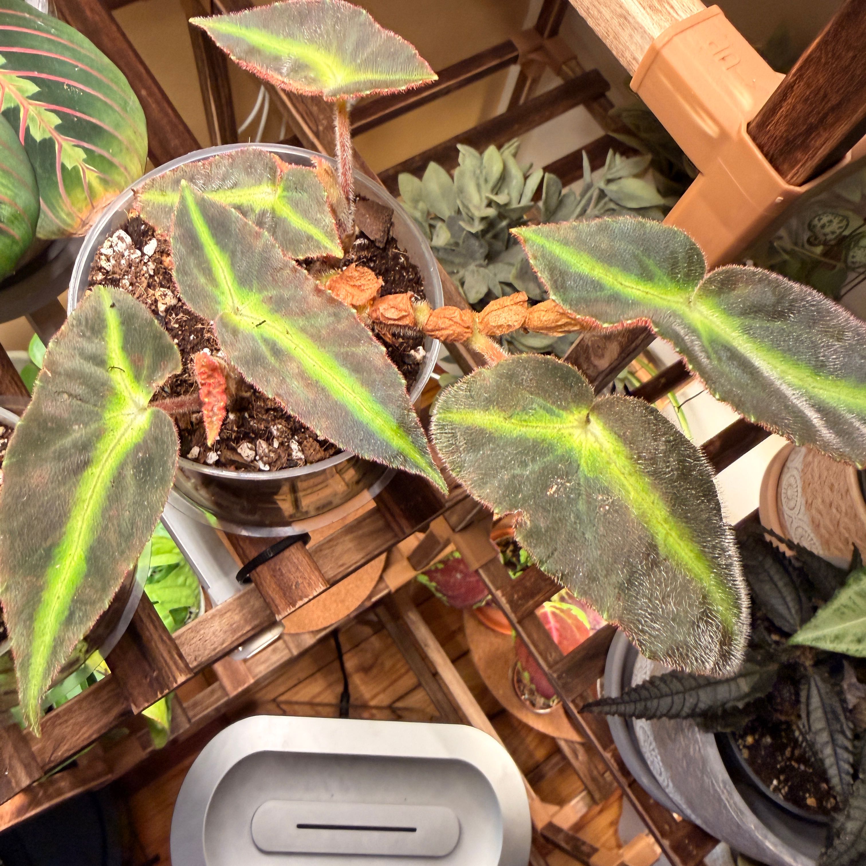 Photo of the plant species Striped Begonia by @ClearRosilla10 named Achilles on Greg, the plant care app