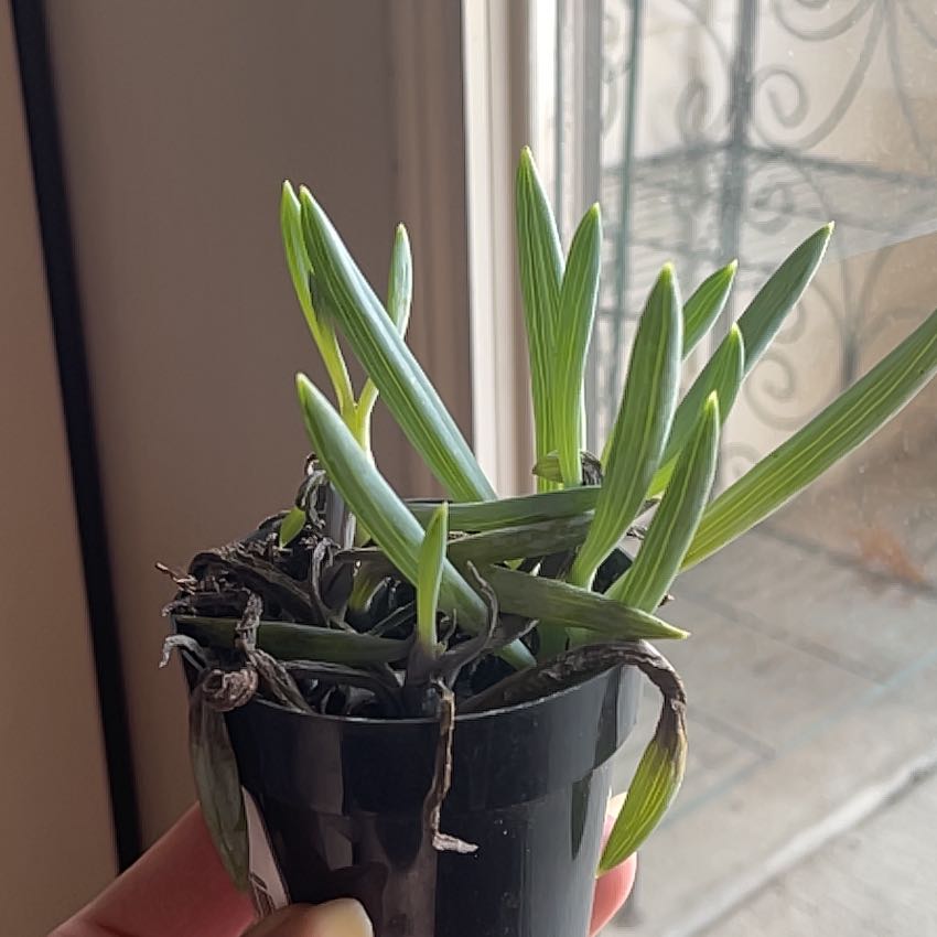 Photo of the plant species Blue Chalk Stick by @KeyCordmoss75 named Achilles on Greg, the plant care app