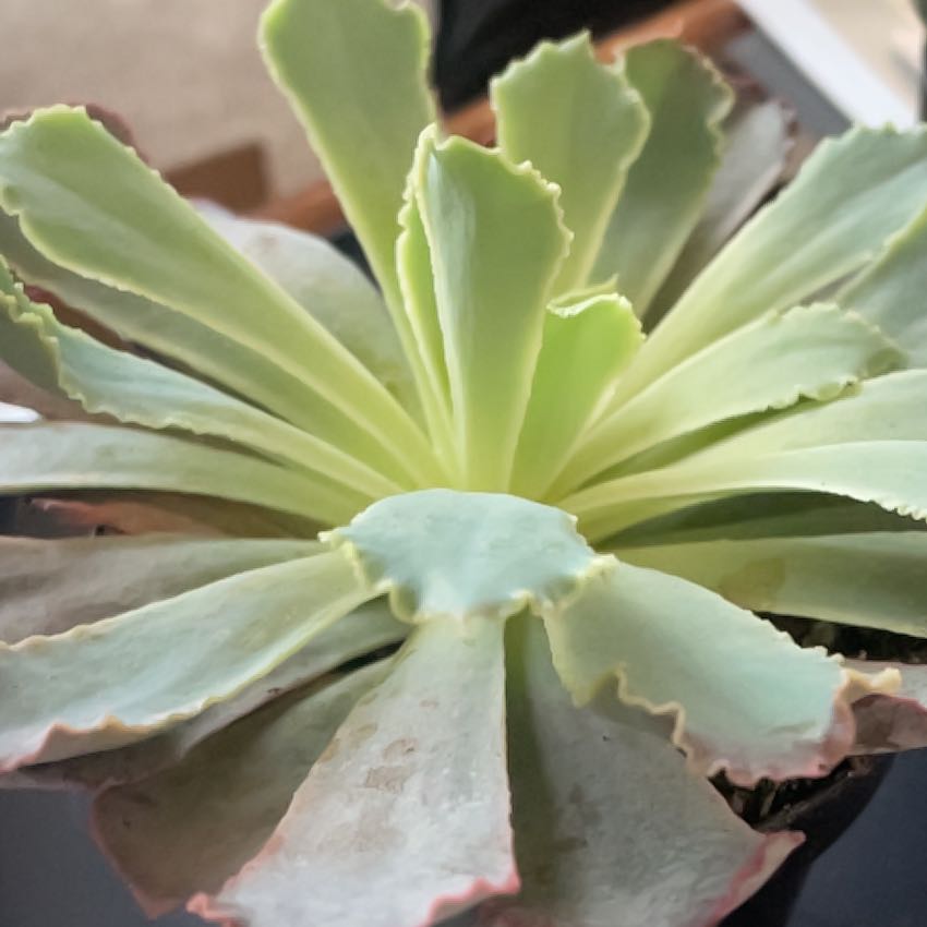 Photo of the plant species Echeveria by @KeyCordmoss75 named Gomez on Greg, the plant care app
