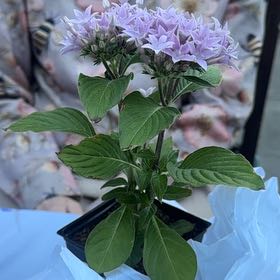 Photo of the plant species Egyptian Starcluster by @FunVaccaria51 named Clooney on Greg, the plant care app