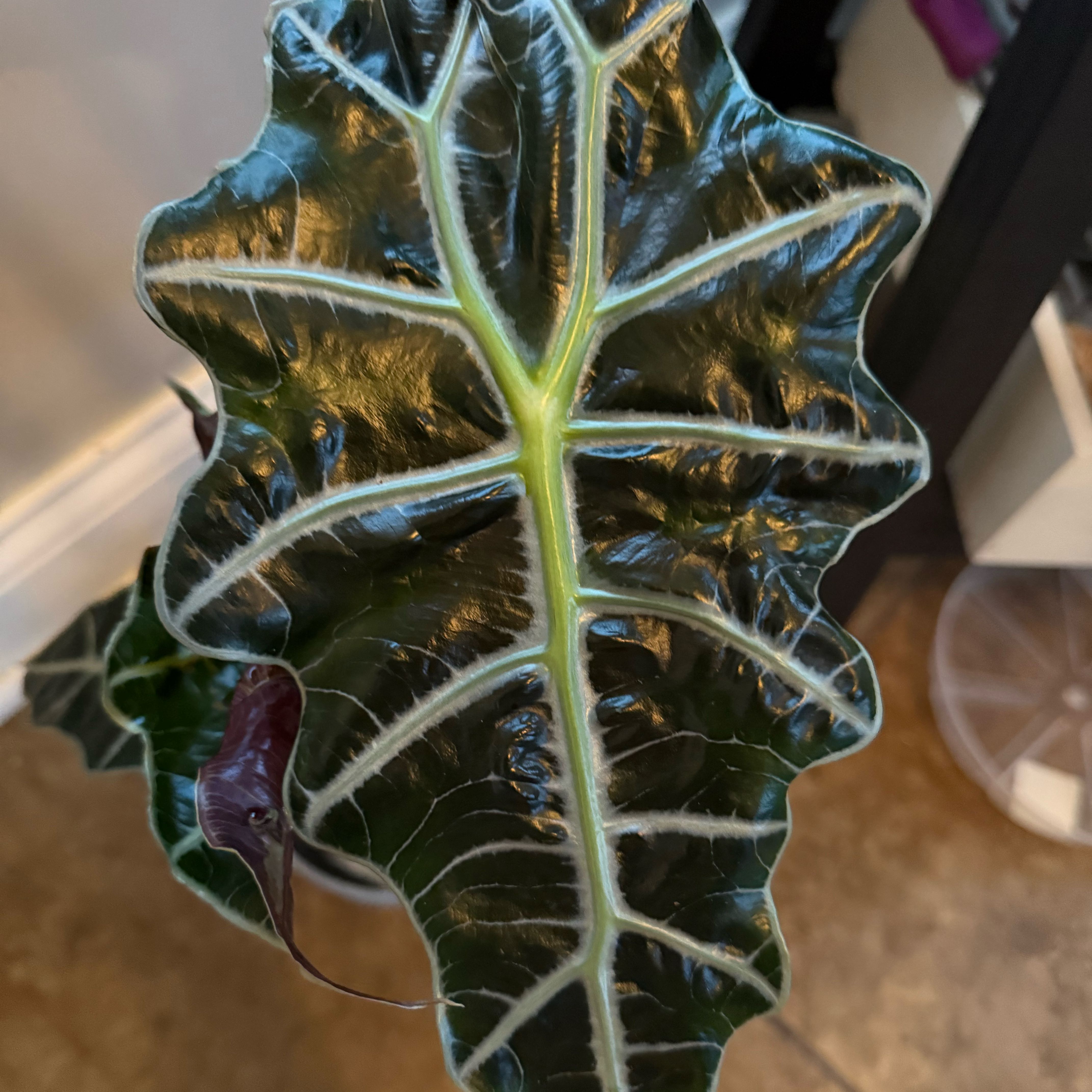 Photo of the plant species Fancy Alocasia by @AceRedsky96 named Fancy on Greg, the plant care app