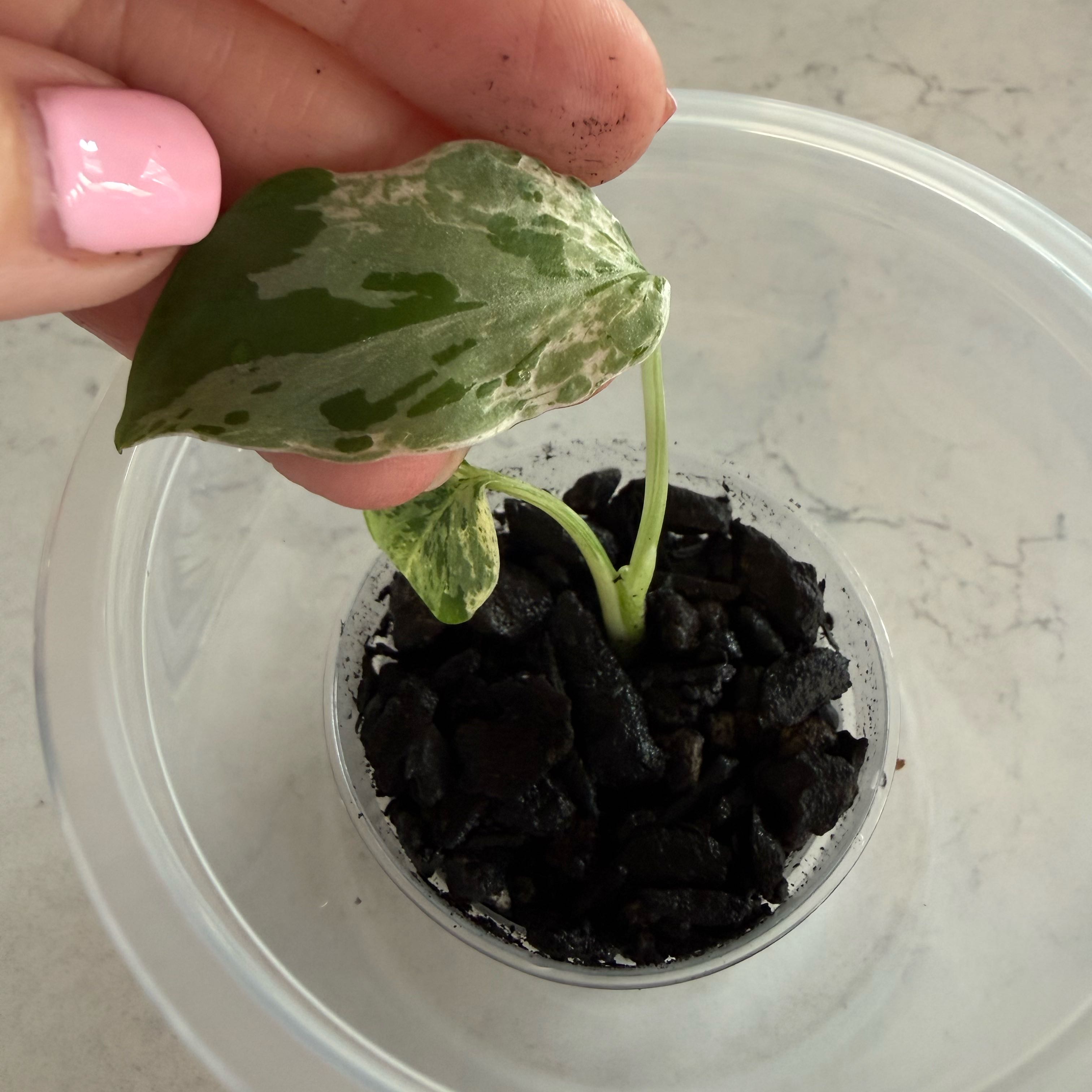 Photo of the plant species Monstera 'Bulbasaur' by @AceRedsky96 named June on Greg, the plant care app