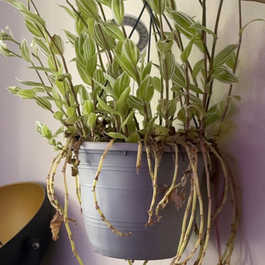Photo of the plant species Tradescantia 'Aurea' by @Jazzinova named Mason on Greg, the plant care app