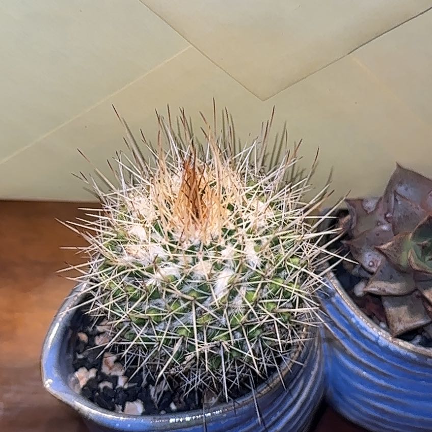 Photo of the plant species Mammillaria Melanocentra by @LeisuredComet named Morgan Treeman on Greg, the plant care app