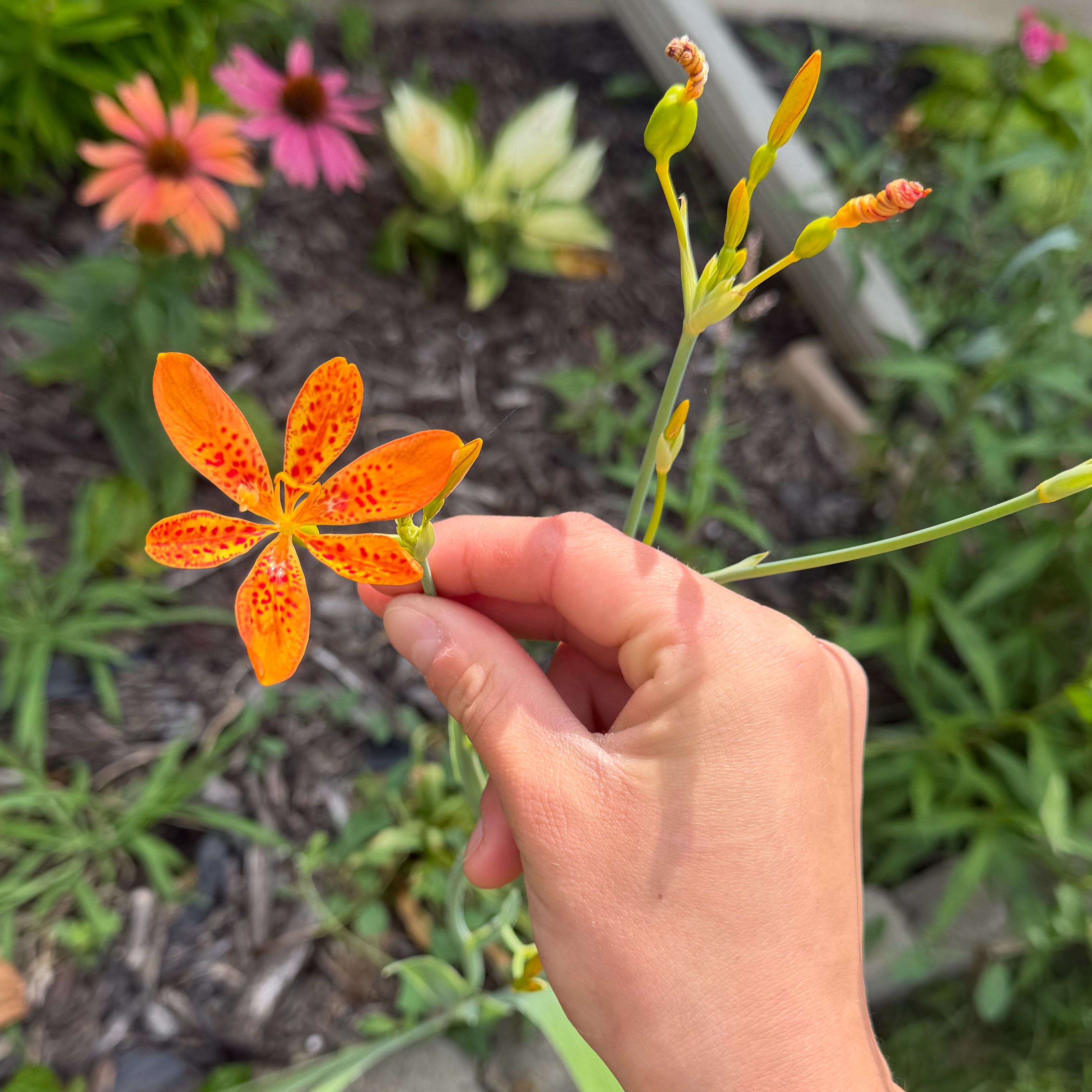 Photo of the plant species Blackberry Lily by @LeisuredComet named da Vinci on Greg, the plant care app