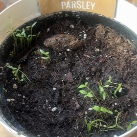 Photo of the plant species Italian Parsley by @HipAchiote84 named Dax on Greg, the plant care app