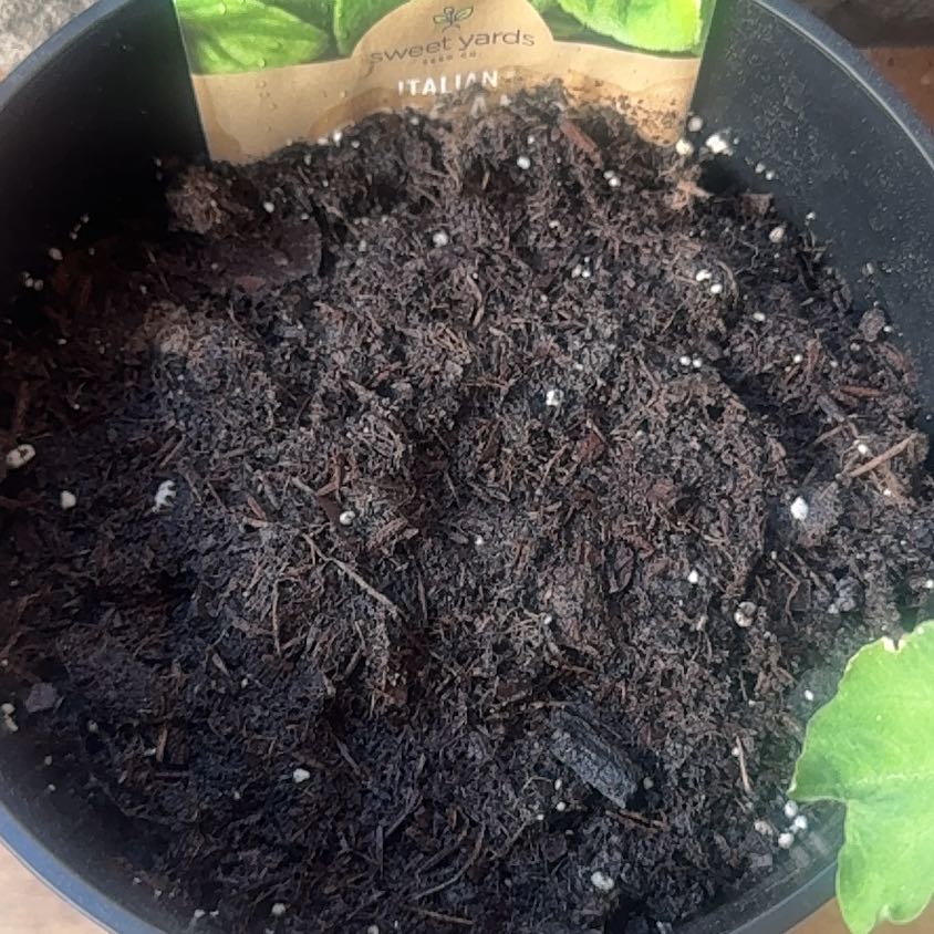 Photo of the plant species Italian oregano by @HipAchiote84 named Sonora on Greg, the plant care app