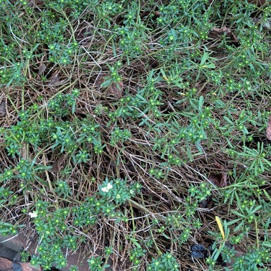 Photo of the plant species Elfin Thyme by @FitLukiwan83 named Fernie Mercury on Greg, the plant care app