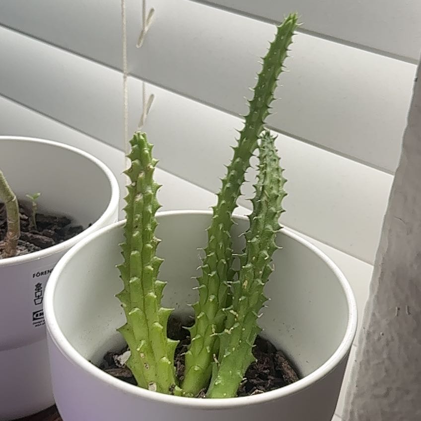 Photo of the plant species Eves Needle by @GodlyTimeout66 named Khaleesi on Greg, the plant care app