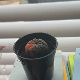 Photo of the plant species Sea Urchin Cactus by @SpicyMira19 named Pumpkin on Greg, the plant care app