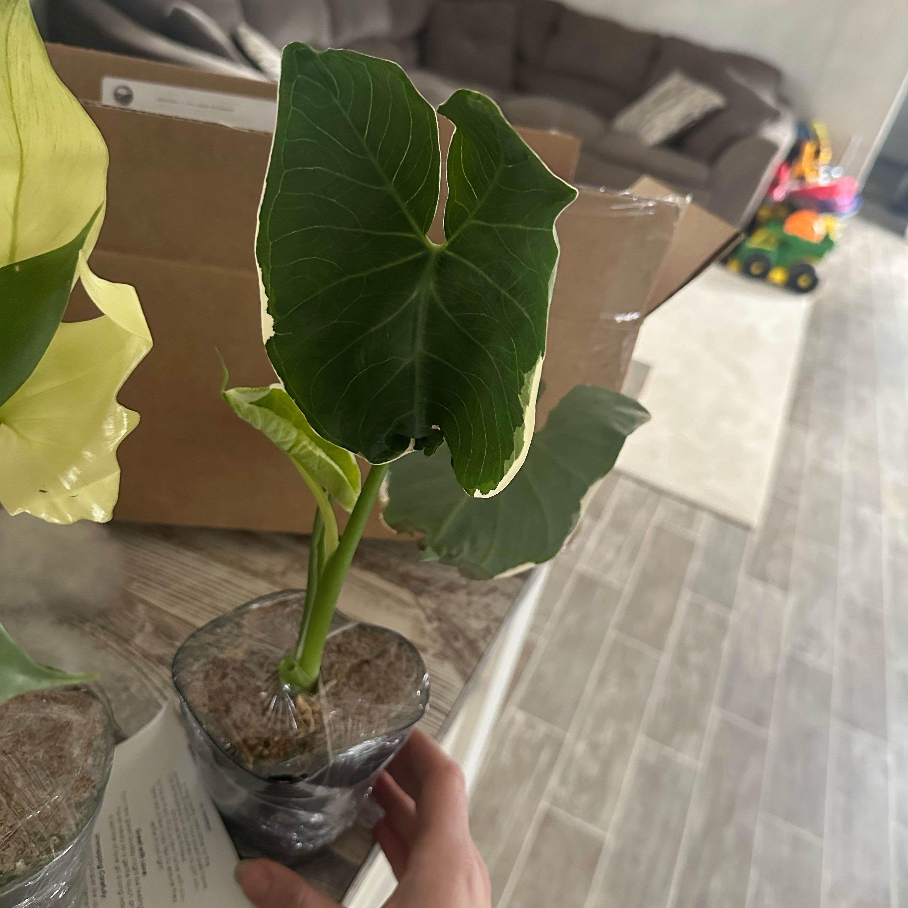 Photo of the plant species Mickey Mouse by @SpicyMira19 named Minnie on Greg, the plant care app