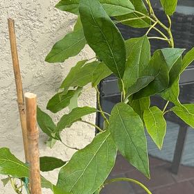 Photo of the plant species Avocado by @ZippyPuriri31 named Willow on Greg, the plant care app