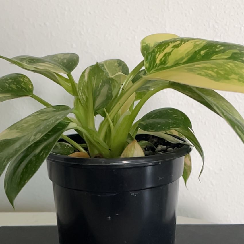Photo of the plant species Philo Green Congo Nuclear by @MindfulMira62 named Miley on Greg, the plant care app