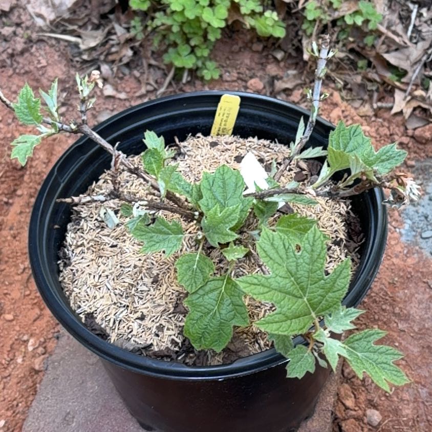 Photo of the plant species Oakleaf Hydrangea by @TunefulFord29 named Beaf on Greg, the plant care app