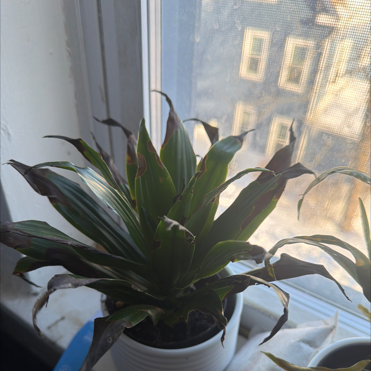Photo of the plant species Janet Craig Plant by @PragmaticYuzu named Rainier on Greg, the plant care app