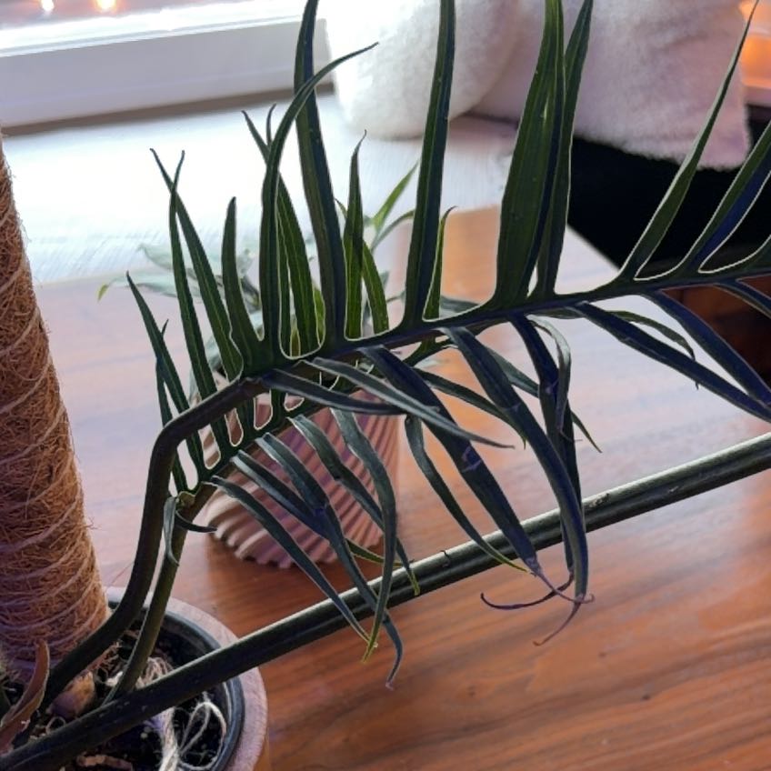 Photo of the plant species Chinese Brake by @AstuteChards46 named Osmo on Greg, the plant care app
