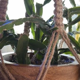 Photo of the plant species Hurricane Cactus by @AstuteChards46 named Stella on Greg, the plant care app