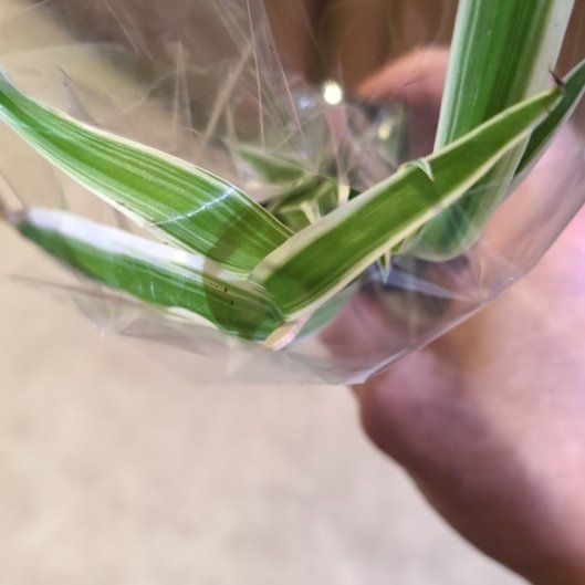 Photo of the plant species Common Oat by @CuteAlmond53 named Sherlock on Greg, the plant care app