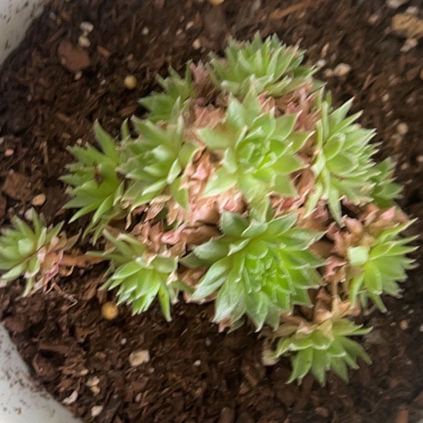 Photo of the plant species Sempervivum Globiferum by @LeadSapote15 named Beyonce on Greg, the plant care app