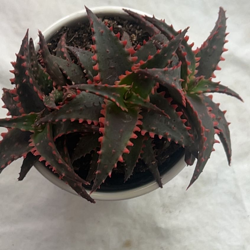 Photo of the plant species Aloe 'Christmas Sleigh' by @LeadSapote15 named Captain Plant-it on Greg, the plant care app
