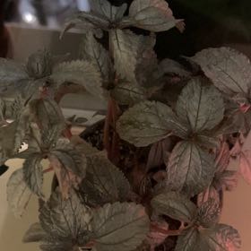 Photo of the plant species Silver Cloud Pilea by @TidyBasil61 named Helen on Greg, the plant care app