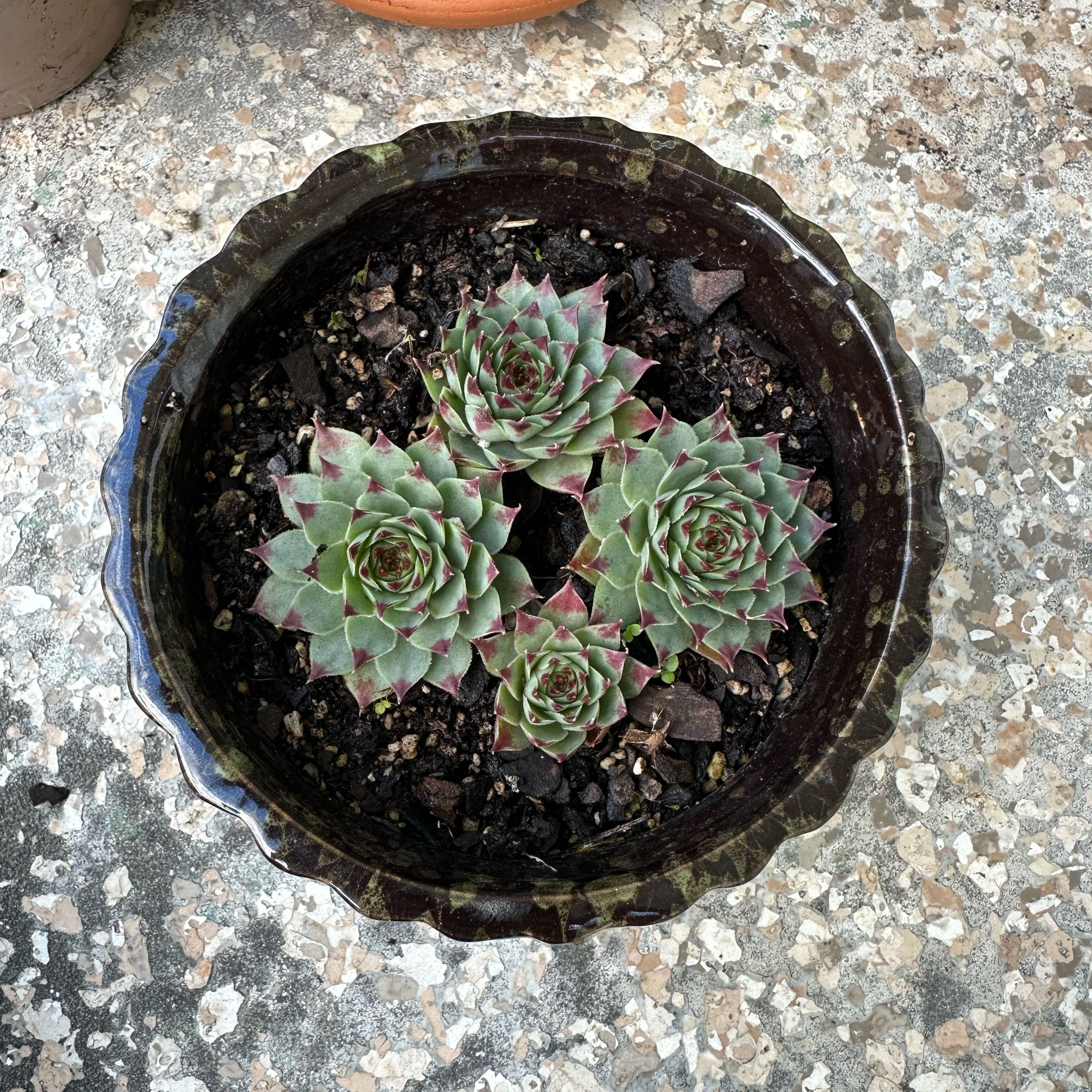 Photo of the plant species Sempervivum calcareum by @Elev8edNightOwl named Sempervivum calcareum on Greg, the plant care app