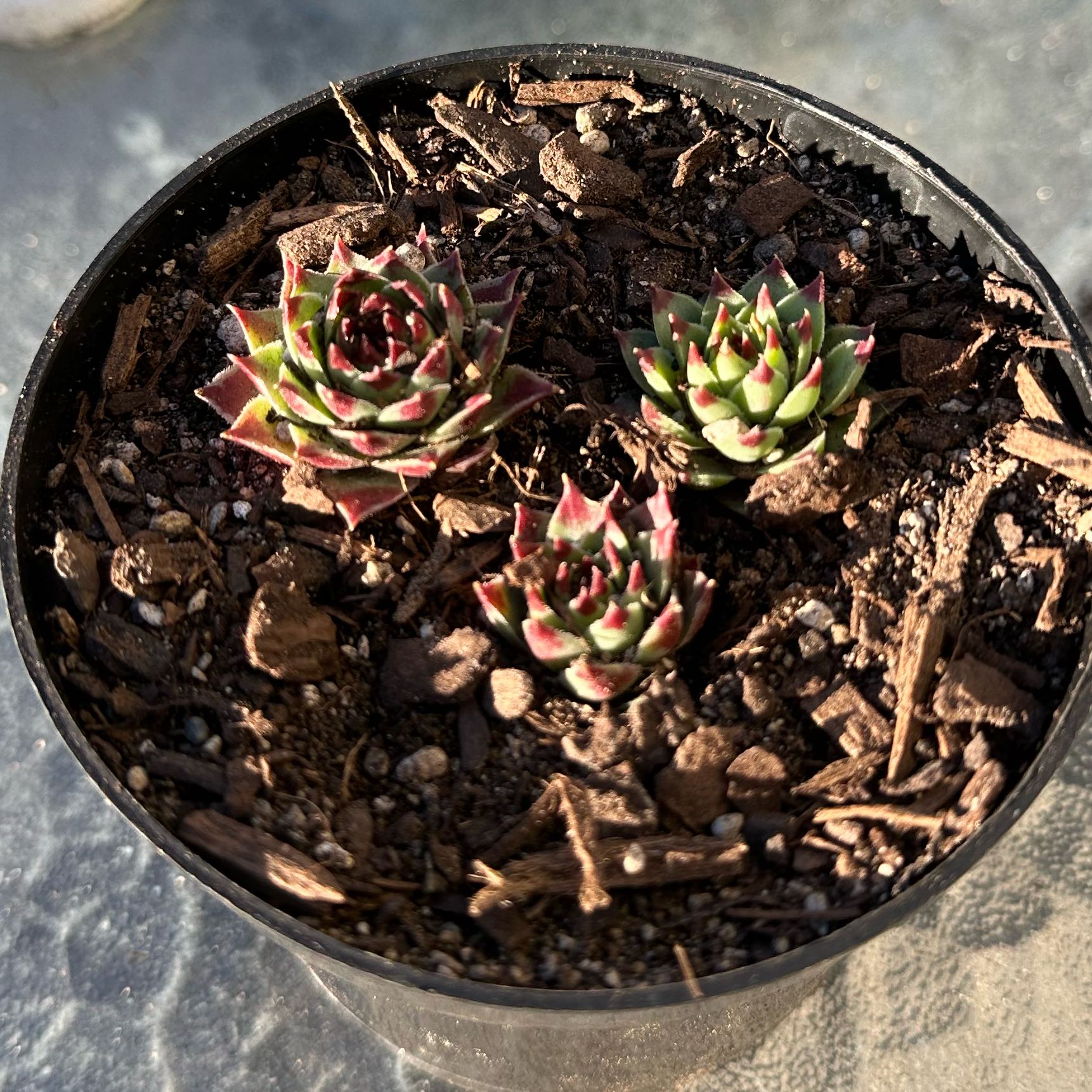 Photo of the plant species Sempervivum calcareum by @Elev8edNightOwl named Sempervivum calcareum on Greg, the plant care app