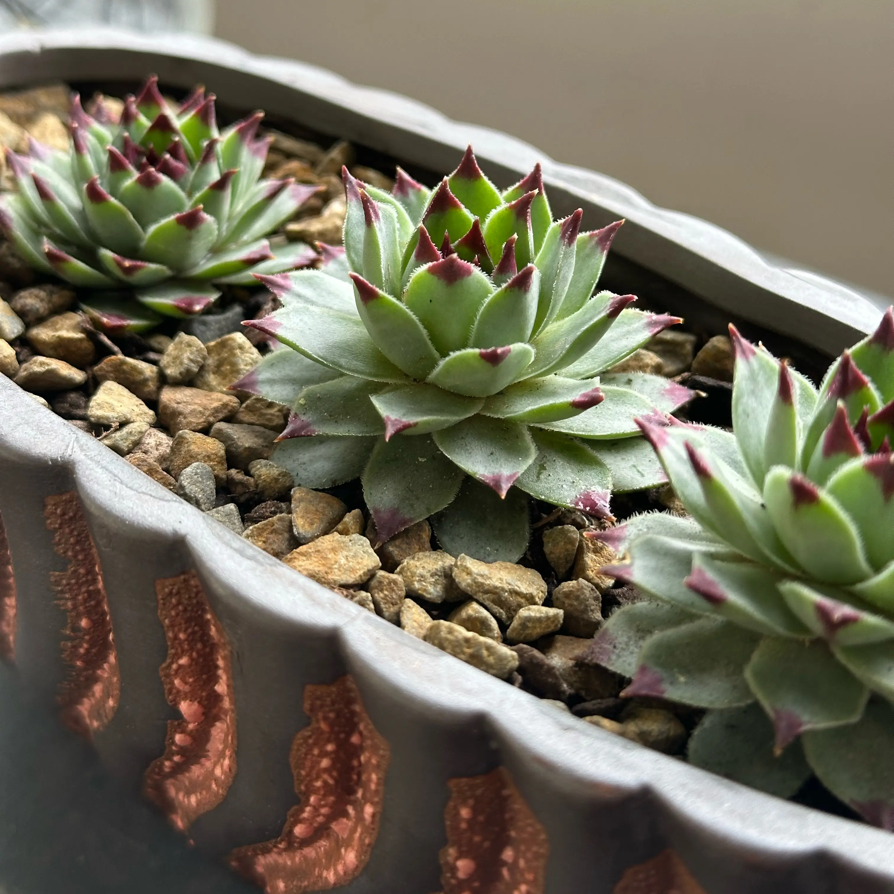 Photo of the plant species Sempervivum calcareum by @Elev8edNightOwl named Sempervivum calcareum on Greg, the plant care app