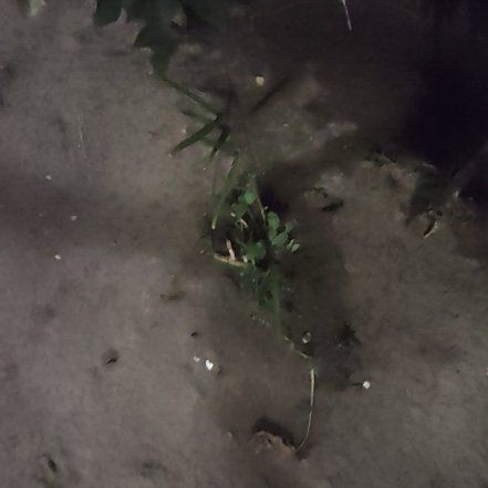 Photo of the plant species Ginger Root by @WinFeijoa69 named Sol on Greg, the plant care app