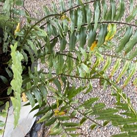 Photo of the plant species Inland Leatherfern by @HighRamsons72 named Khaleesi on Greg, the plant care app