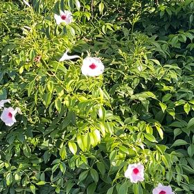 Photo of the plant species Bowerplant by @HighRamsons72 named Baesil on Greg, the plant care app