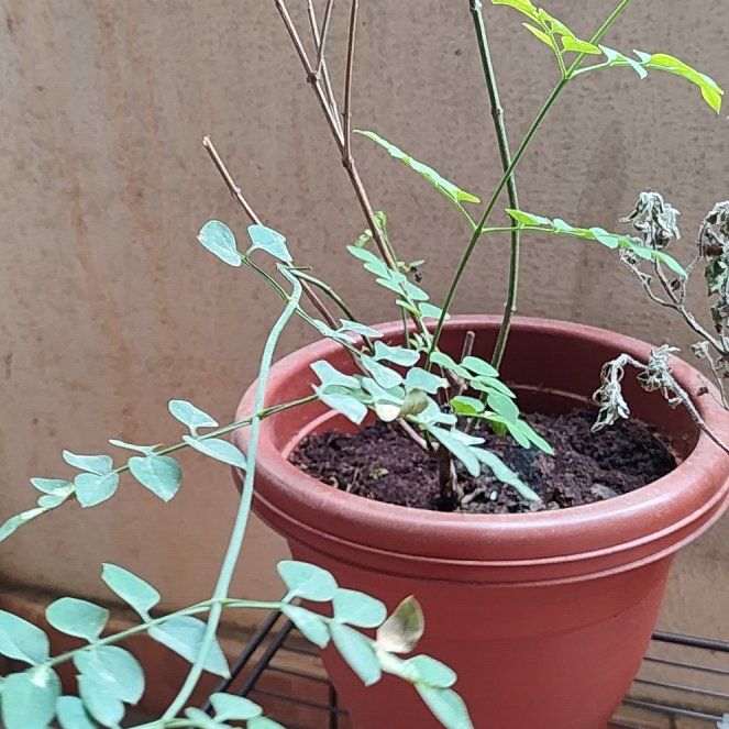 Photo of the plant species Jasmine by @QuickRedtree72 named Kendall on Greg, the plant care app