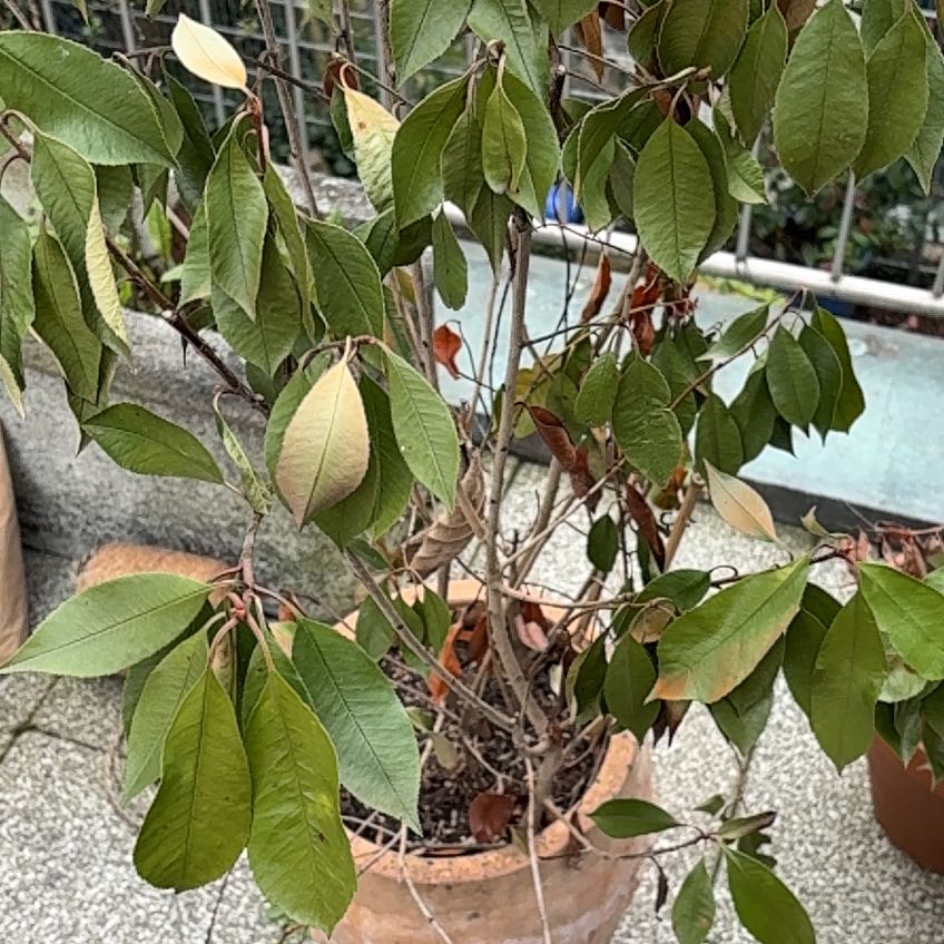 Photo of the plant species Taiwanese Photinia by @ProperRooster named Tobi on Greg, the plant care app