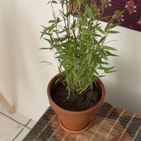 Photo of the plant species Fargesia Bamboo by @ProperRooster named Indie on Greg, the plant care app