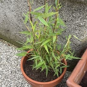 Photo of the plant species Fargesia Bamboo by @ProperRooster named Outie on Greg, the plant care app