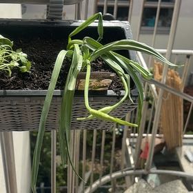 Photo of the plant species Allium siculum subsp. siculum by @ProperRooster named Leeky on Greg, the plant care app