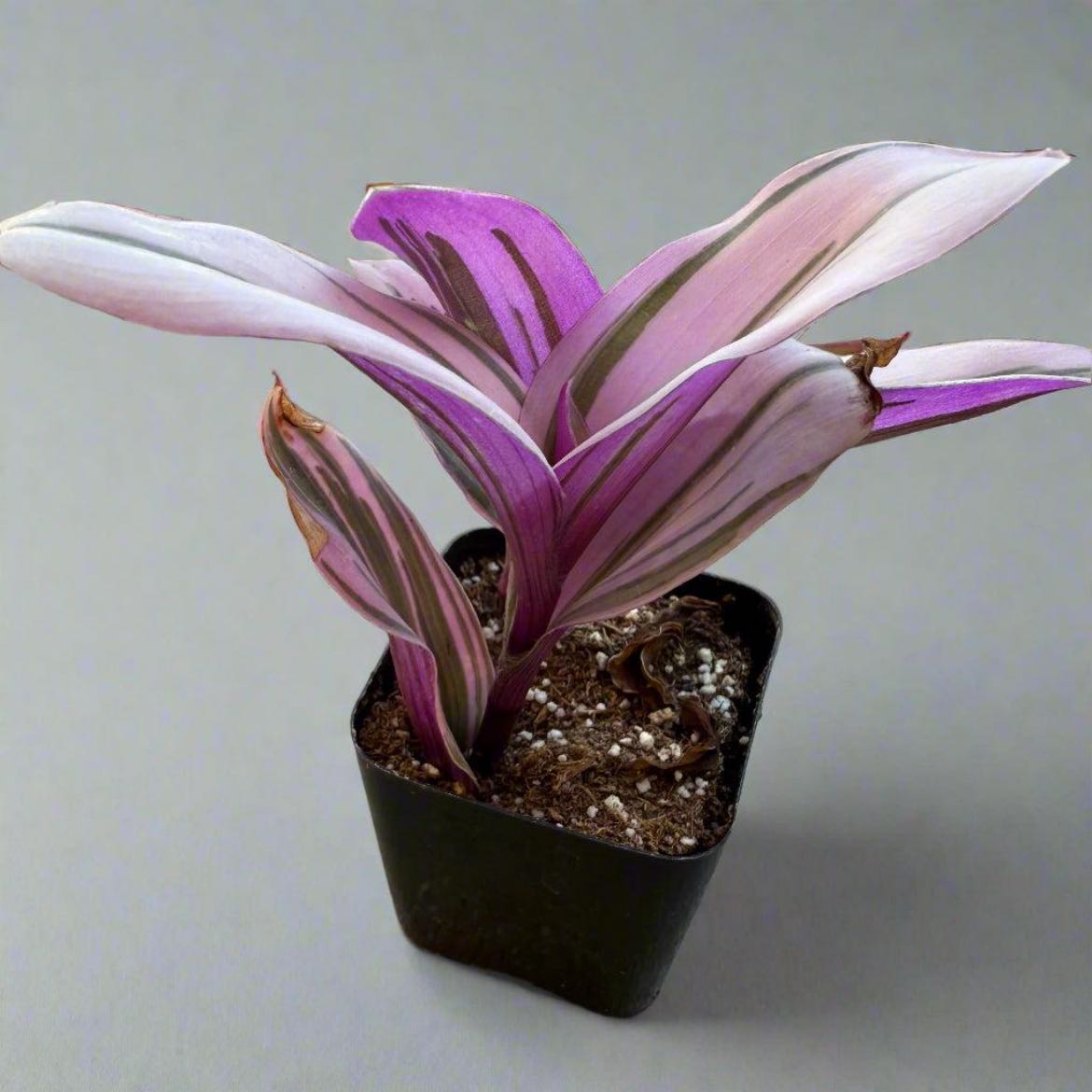 Photo of the plant species Tradescantia Bubblegum by @SvelteApple19 named McKinley on Greg, the plant care app