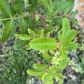 Photo of the plant species Brazilian Peppertree by @GoldDatepalm16 named Navajo on Greg, the plant care app